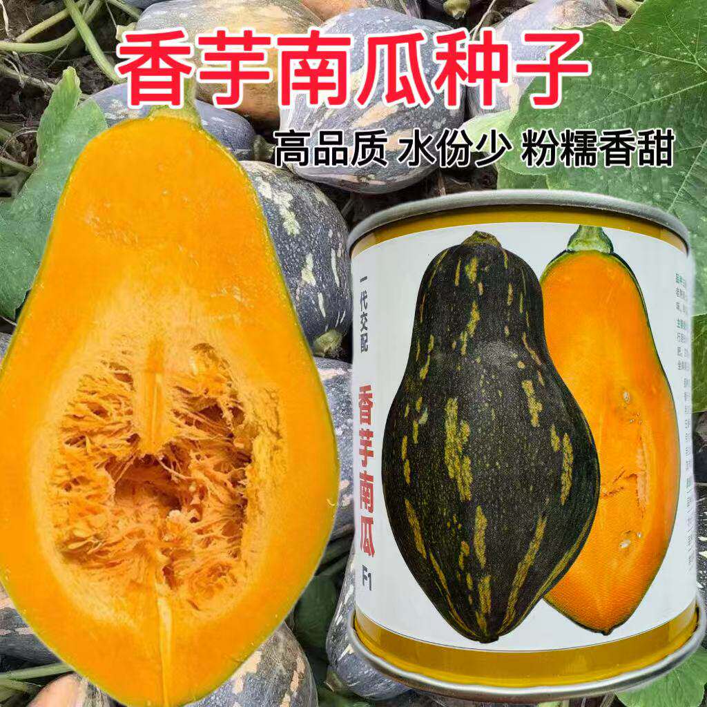 香芋南瓜种子肉厚高产香甜面糯香芋味浓春秋播南瓜种籽大田基地种