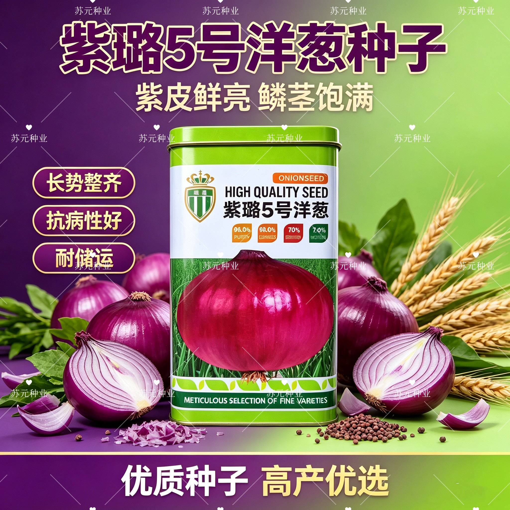 紫璐5号 紫红皮洋葱种子耐寒抗病耐储扁圆葱葱头球葱种籽大田种孑