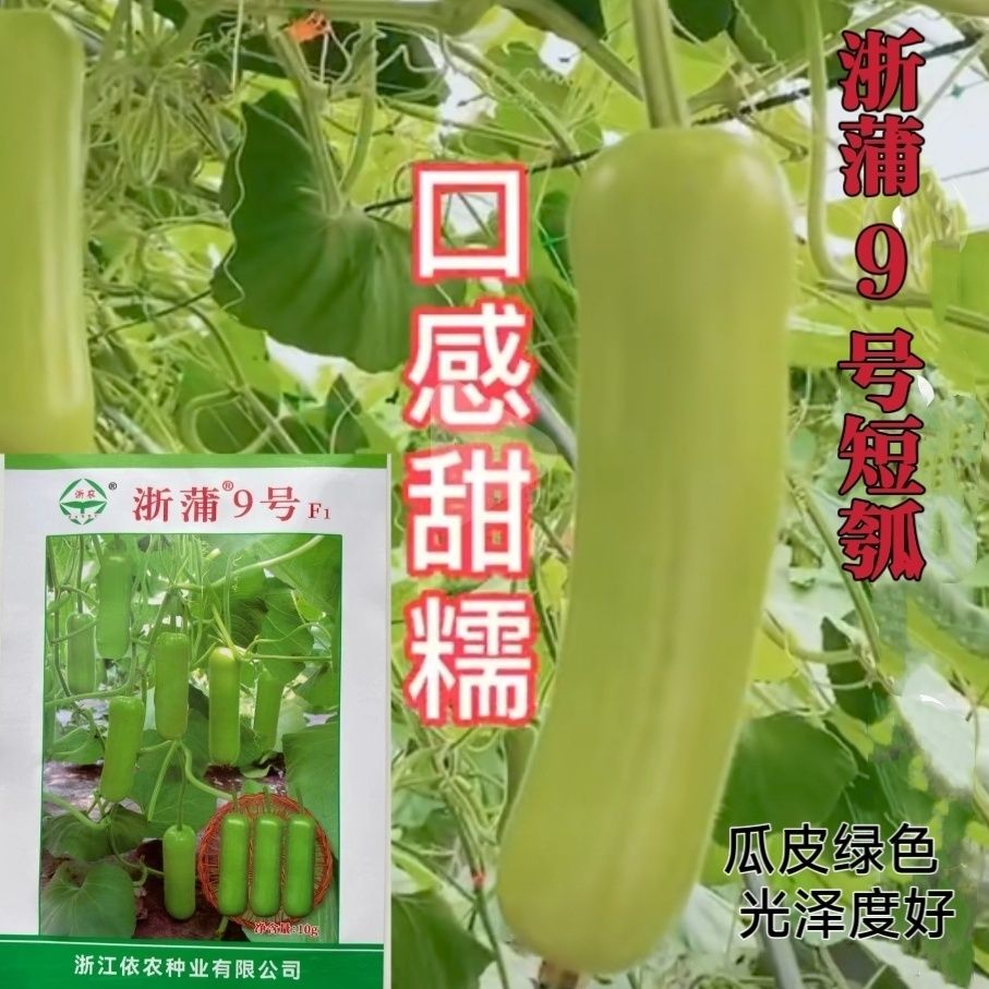浙农浙浦9号瓠瓜种子早熟杂交一代瓜皮绿色短棒型蒲瓜种子产量高
