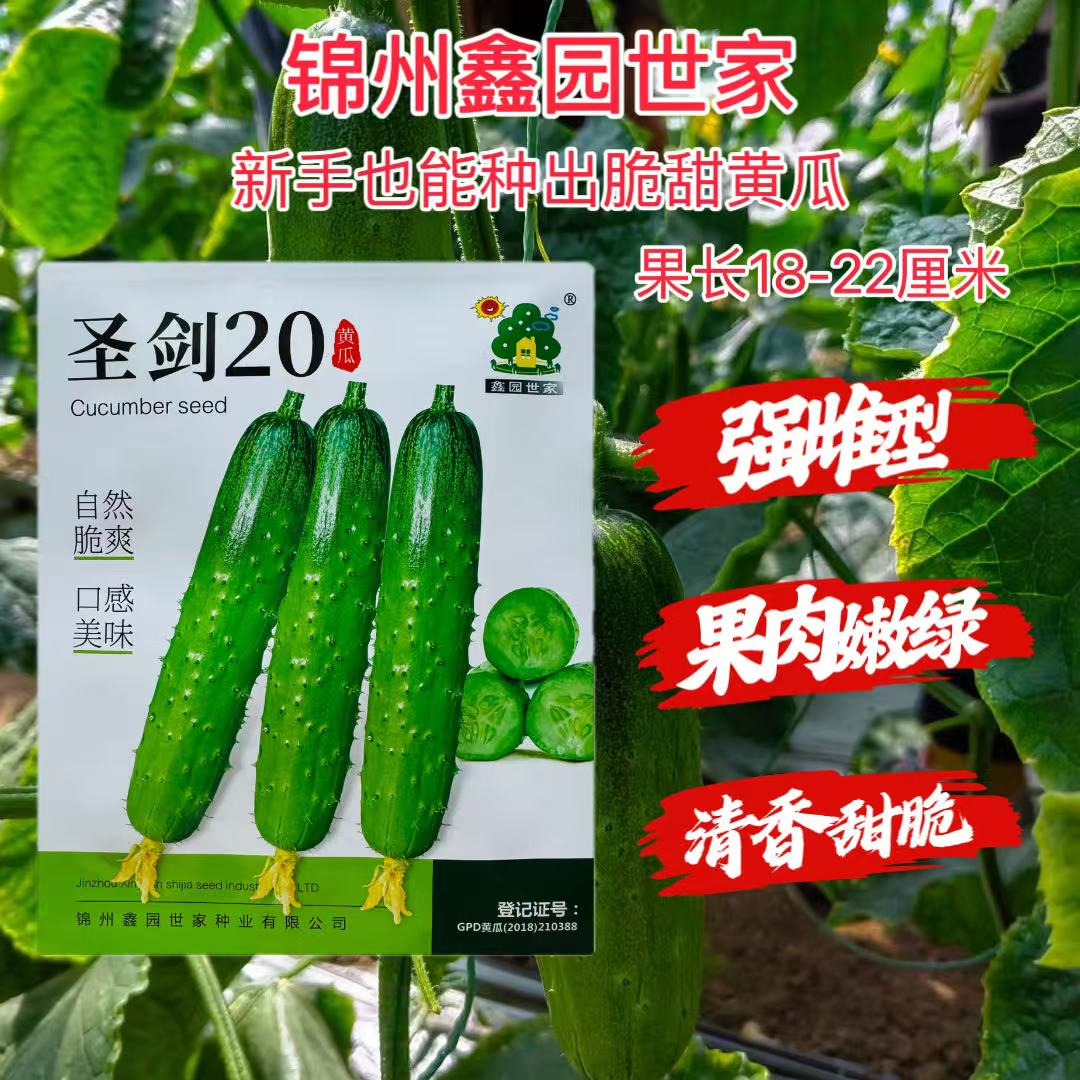 圣剑20黄瓜种子强雌短棒水果黄瓜种子脆爽清香甜脆口感型黄瓜种子