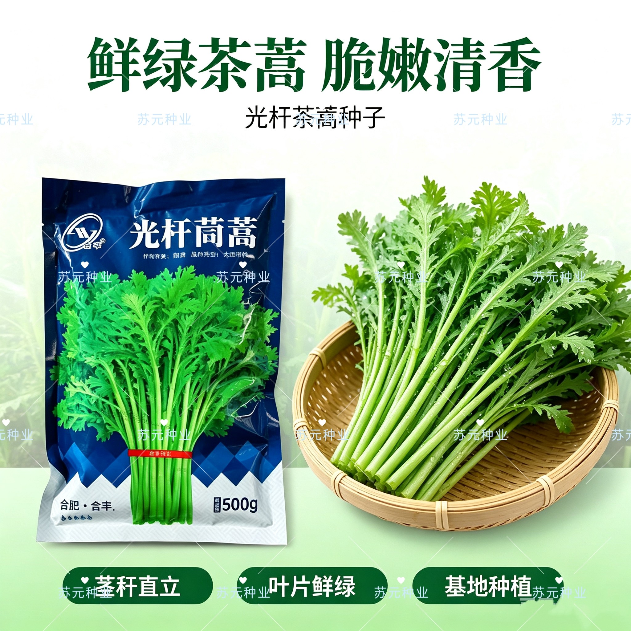 合丰光杆茼蒿种子皇帝菜四季盆栽阳台青菜种籽高产耐寒蔬菜种子孑