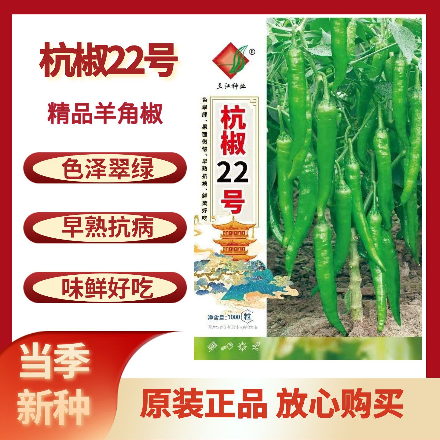 三江杭椒22号辣椒种子中熟杂交高产抗病辣味中等翠绿尖椒春秋种植
