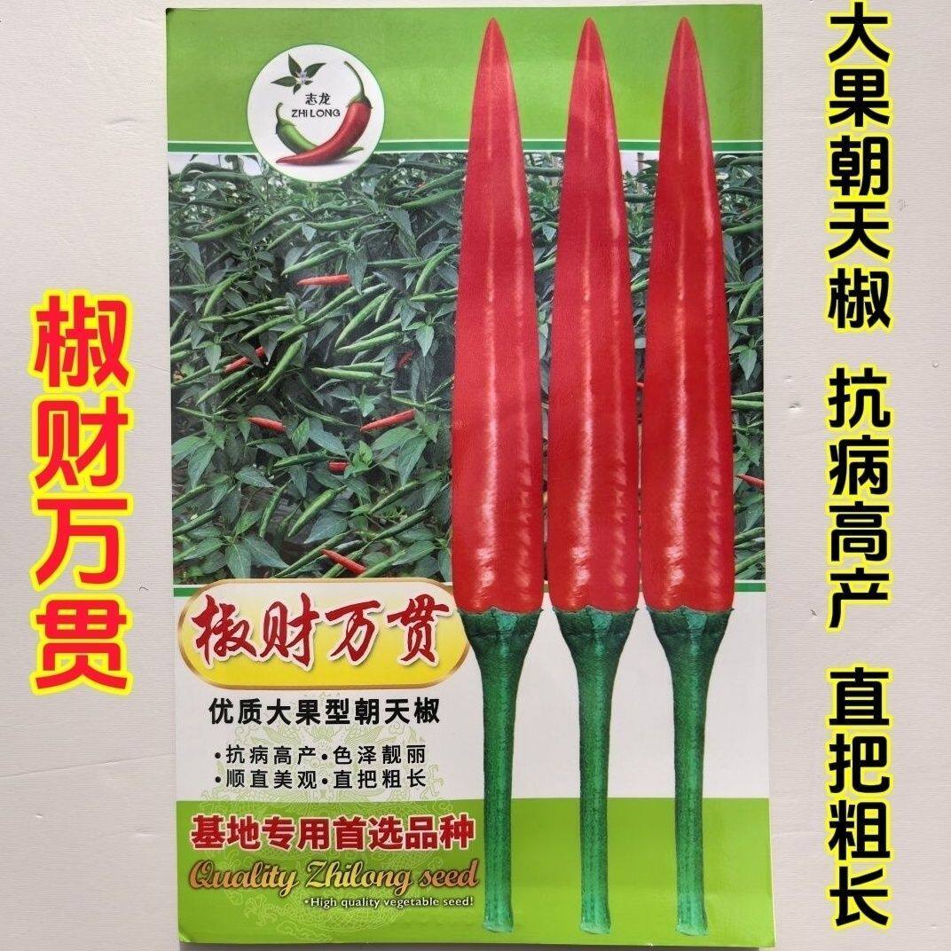 椒财万贯朝天椒种子泰国引进大果型朝天椒种子中早熟鲜红抗寒耐热