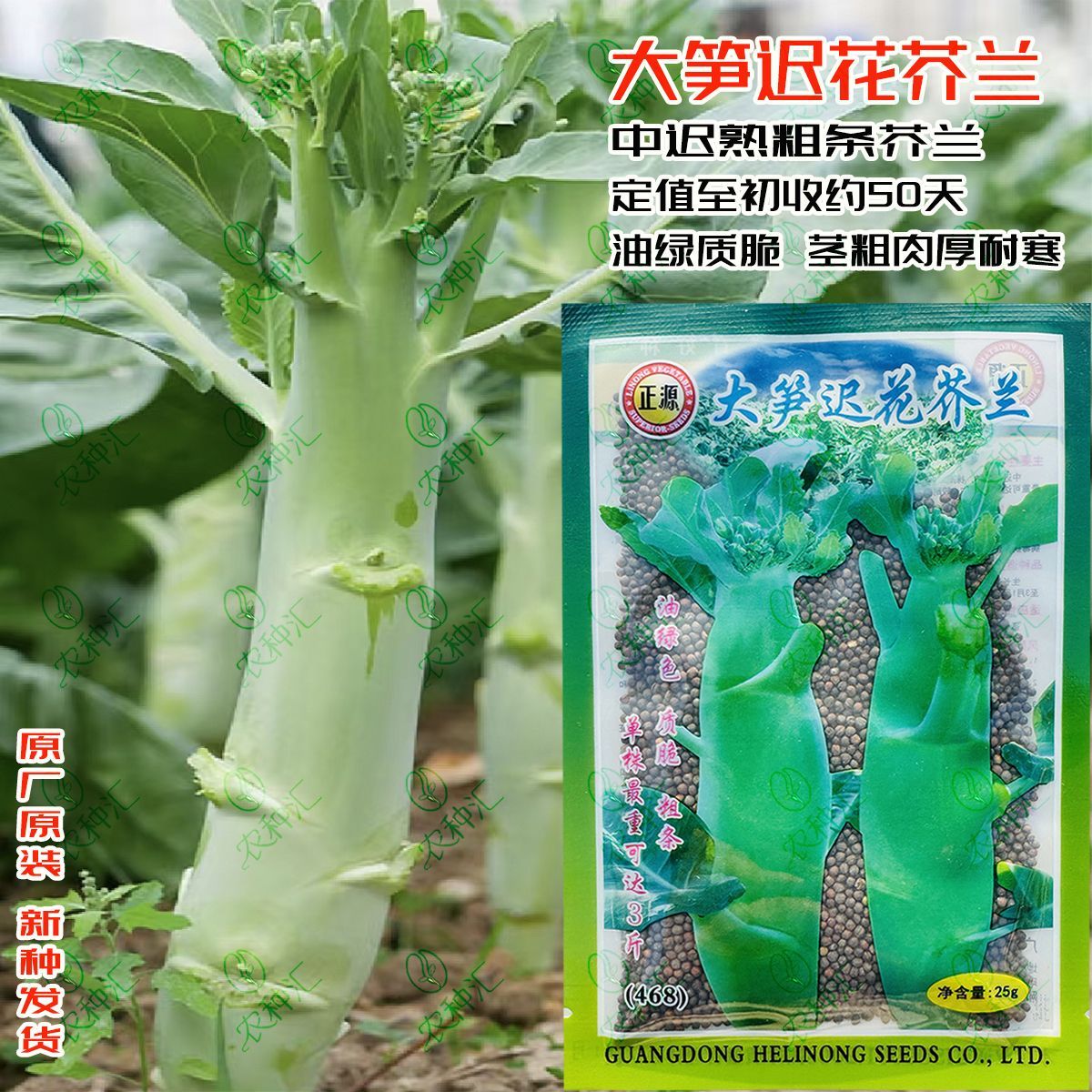 正源大笋迟花芥兰468种子中迟熟粗茎耐寒油绿芥蓝秋冬蔬菜种籽子