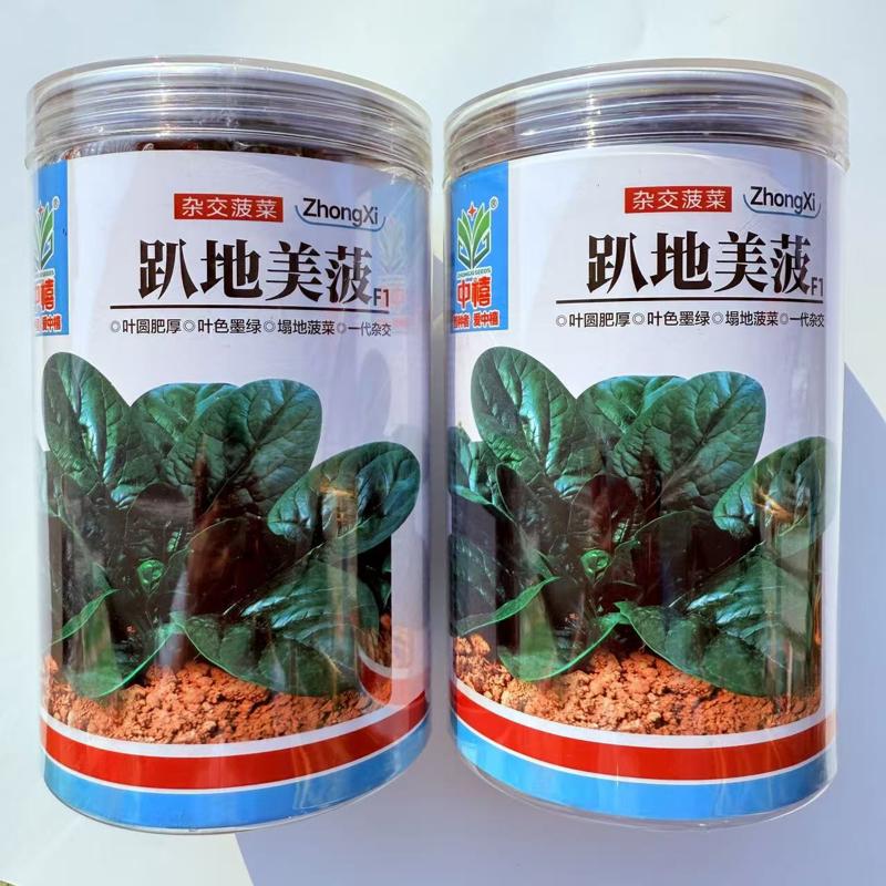 中禧趴地美菠菠菜种子杂交趴地塌地菠菜叶圆肥厚墨绿耐寒秋冬蔬菜