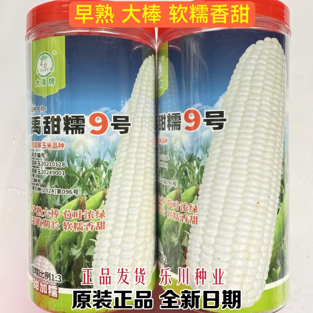 大禹牌禹甜糯9号白甜糯玉米种子早熟高产大棒型白粘玉米采收期长