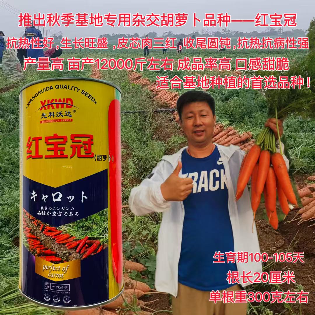 红宝冠胡萝卜种子秋季红萝卜籽抗热好抗病强口感脆甜大田蔬菜种孑