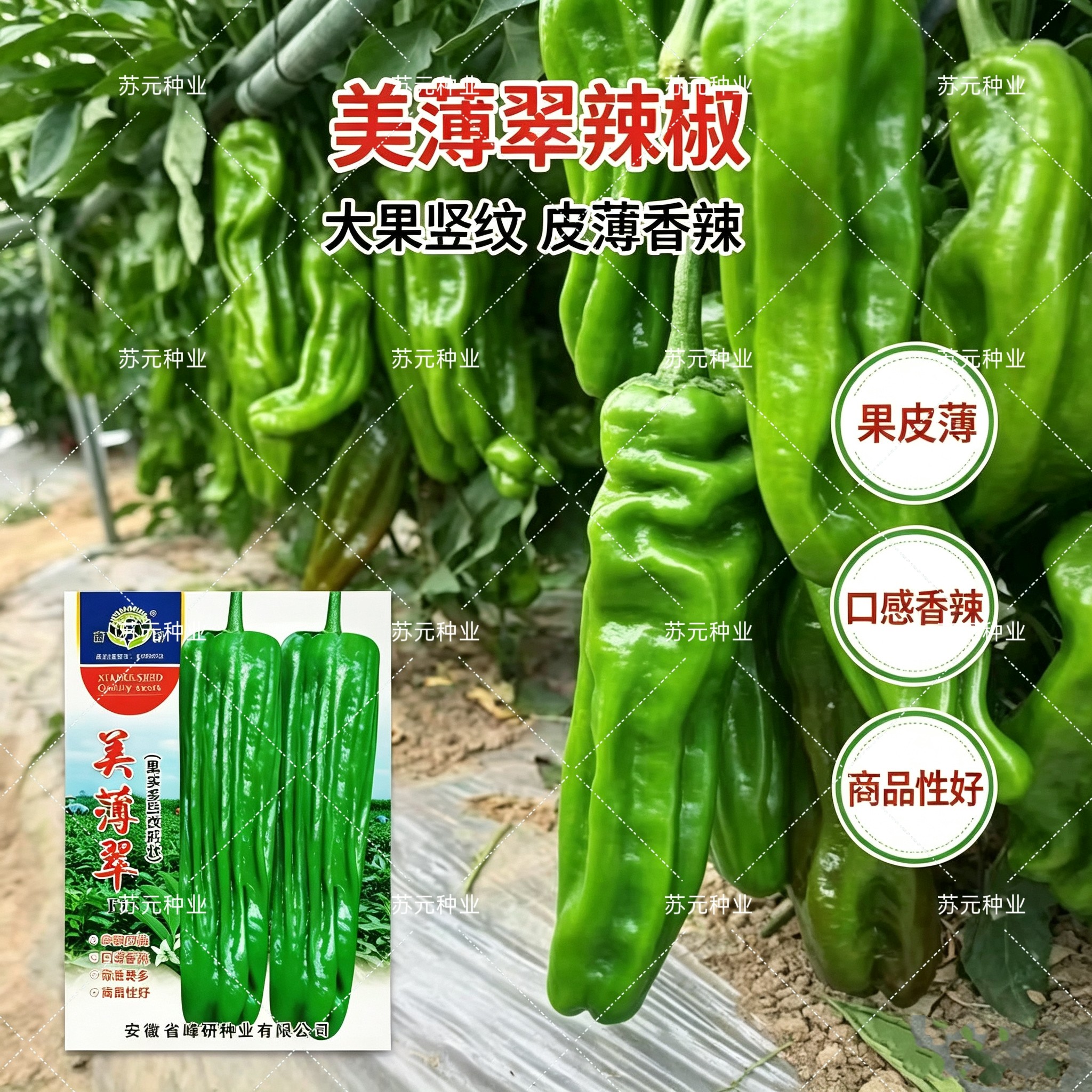 美薄翠泡椒种子早熟马嘴型辣椒种子灯笼薄皮辣椒大果果色亮绿中辣