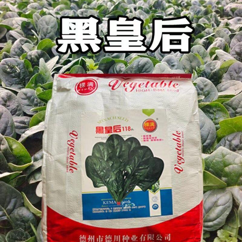 黑皇后菠菜种子耐热耐寒耐旱南北方农家菜园大田春夏秋冬四季播种