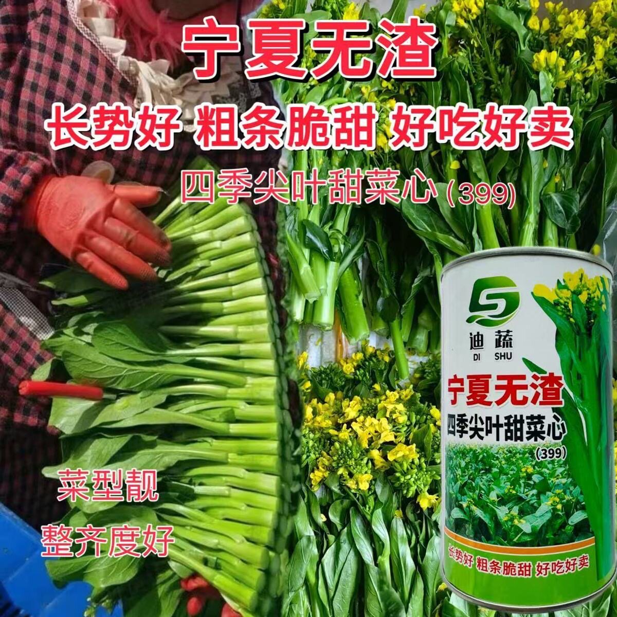 宁夏无渣四季尖叶甜菜心种子粗条甜脆菜苔芯籽春秋冬季农家蔬菜孑