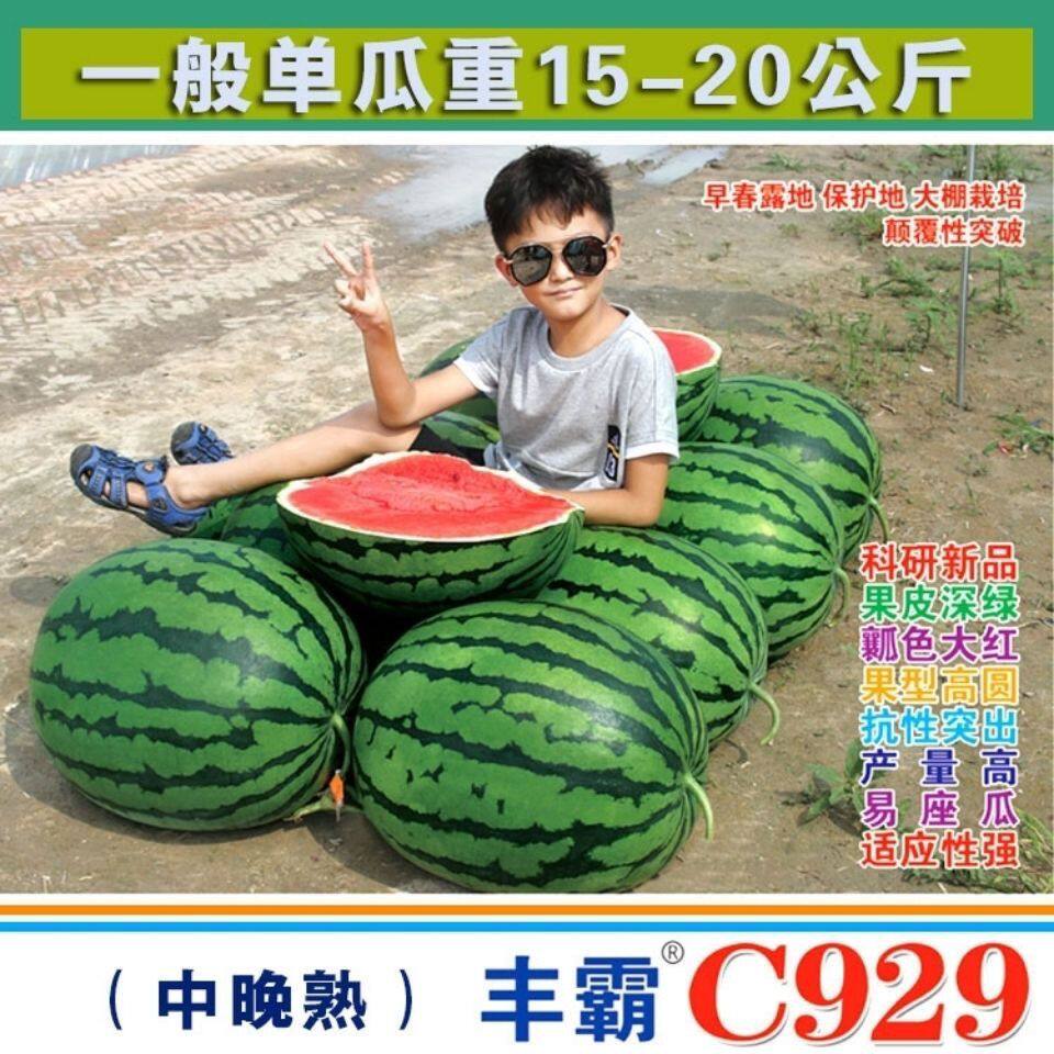 丰霸C929西瓜种子圆瓜皮薄超甜中晚熟高产抗病东北大地雷耐重茬瓜