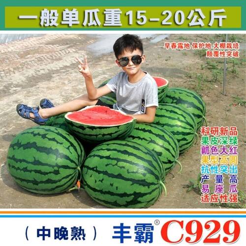 丰霸C929西瓜种子圆瓜皮薄超甜中晚熟高产抗病东北大地雷耐重茬瓜