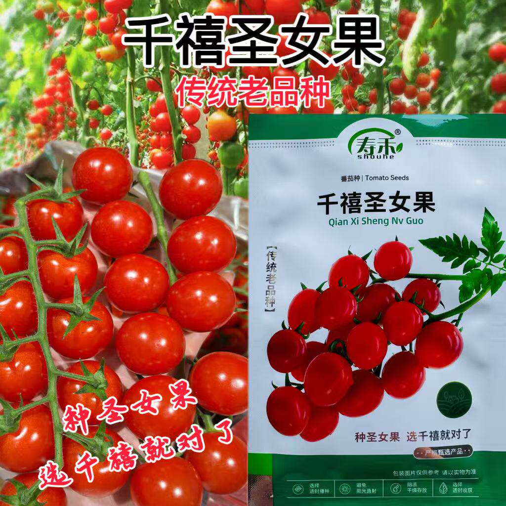 寿禾千禧圣女果番茄种子无限生长早熟四季超甜小西红柿盆栽蔬菜孑