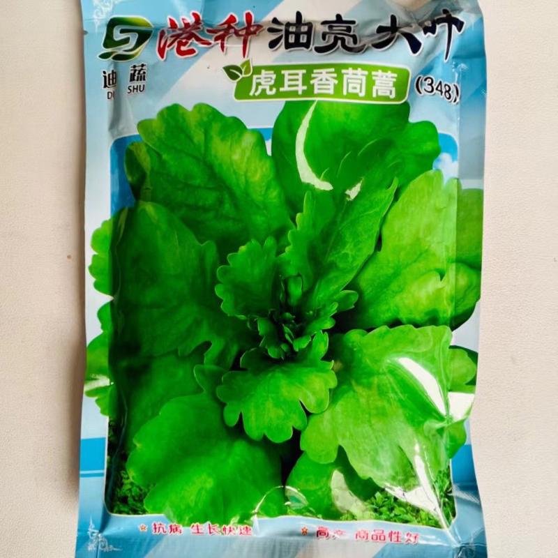港种油亮大叶虎耳香茼蒿种子清香大叶茼蒿菜籽春秋播青菜茼蒿菜种