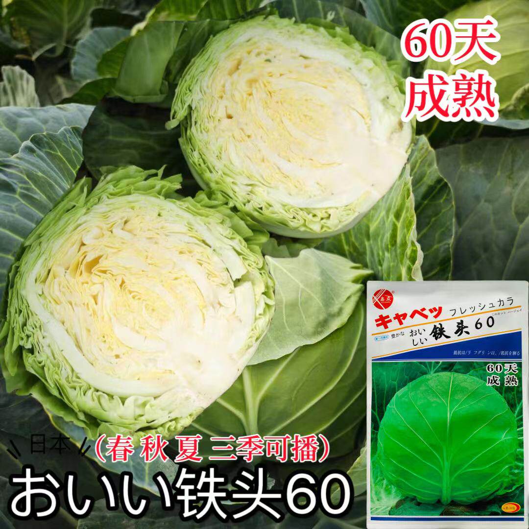 日本铁头 60天绿圆球形甘蓝种子叶球紧实耐裂球 莲花白早熟甘蓝籽