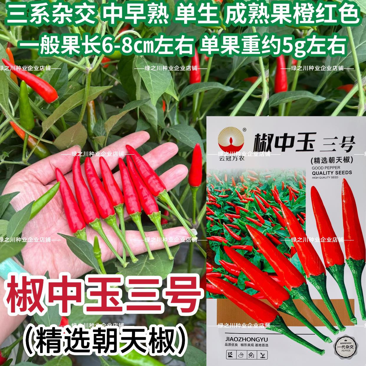 椒中玉三号辣椒种子大果朝天椒种南北方云南热销椒中玉朝天椒种籽