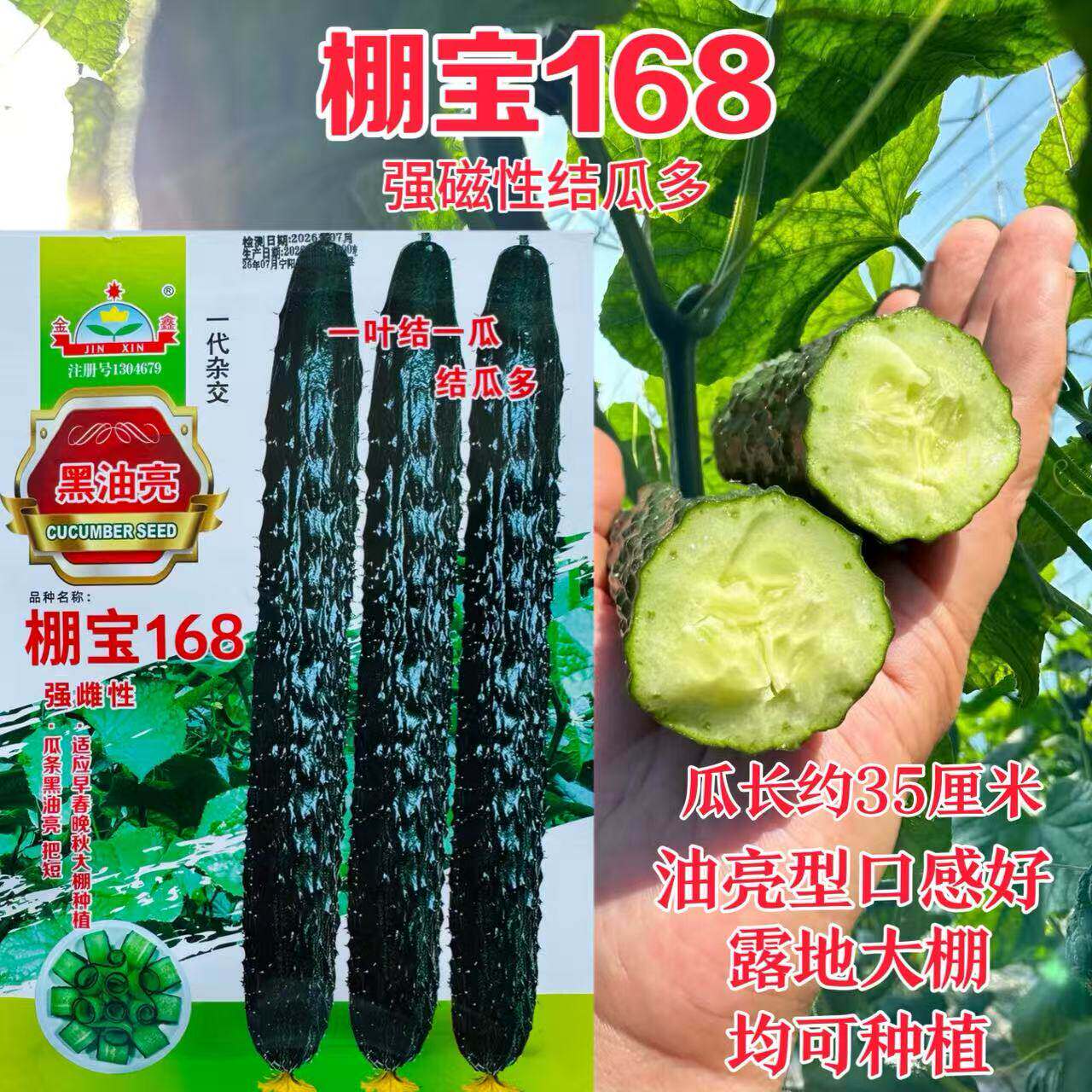 棚宝168强雌型黄瓜种子早熟杂交皮墨绿色瓜把短刺瘤肉绿抗病春秋