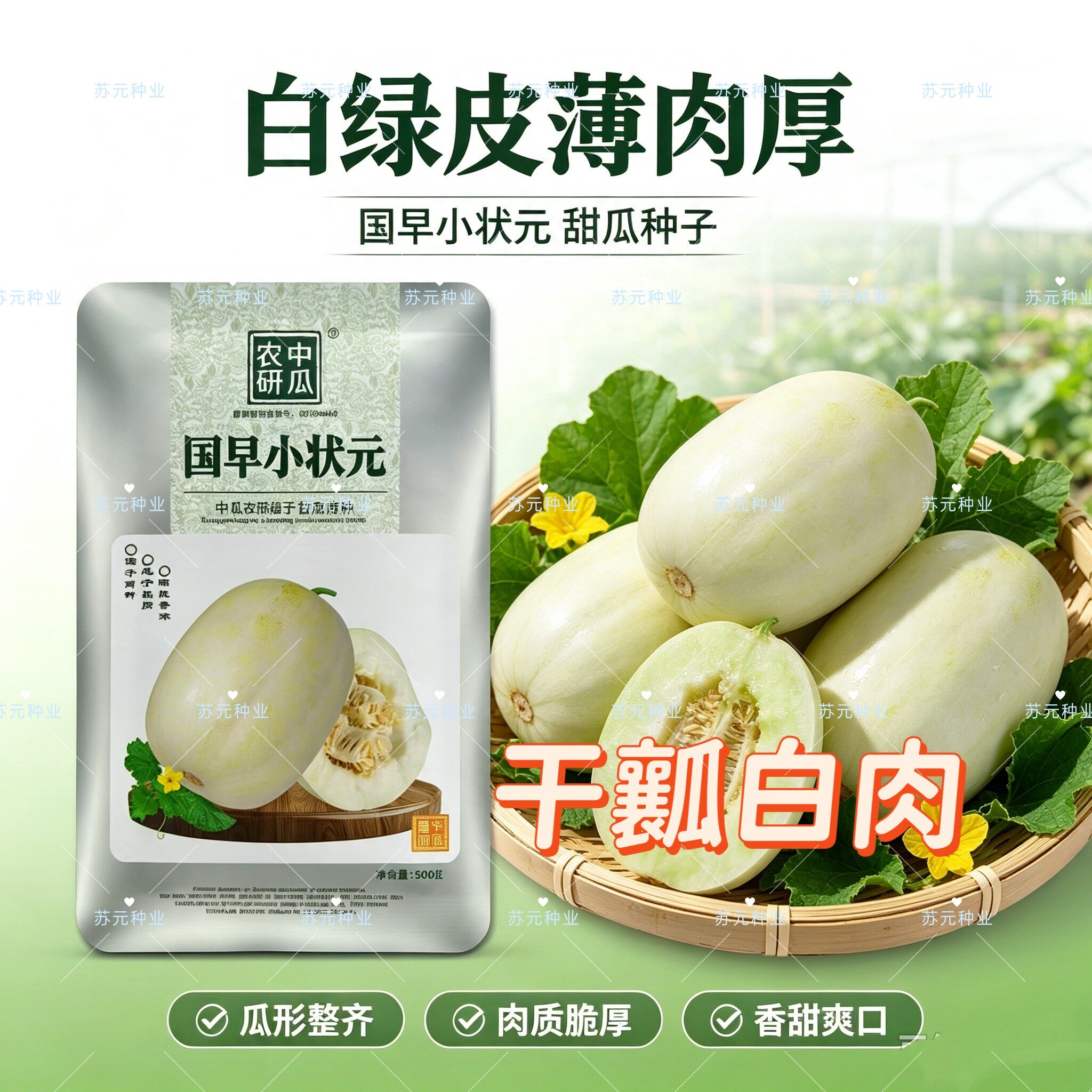 国早小状元甜瓜种子早熟高产白皮白肉高糖甜脆果型美薄皮抗病强