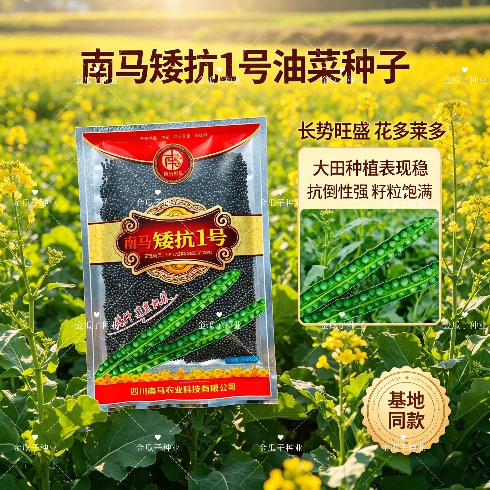 矮抗1号高产油菜种子抗病早熟矮杆抗倒耐寒高油杂交种油菜籽种孑