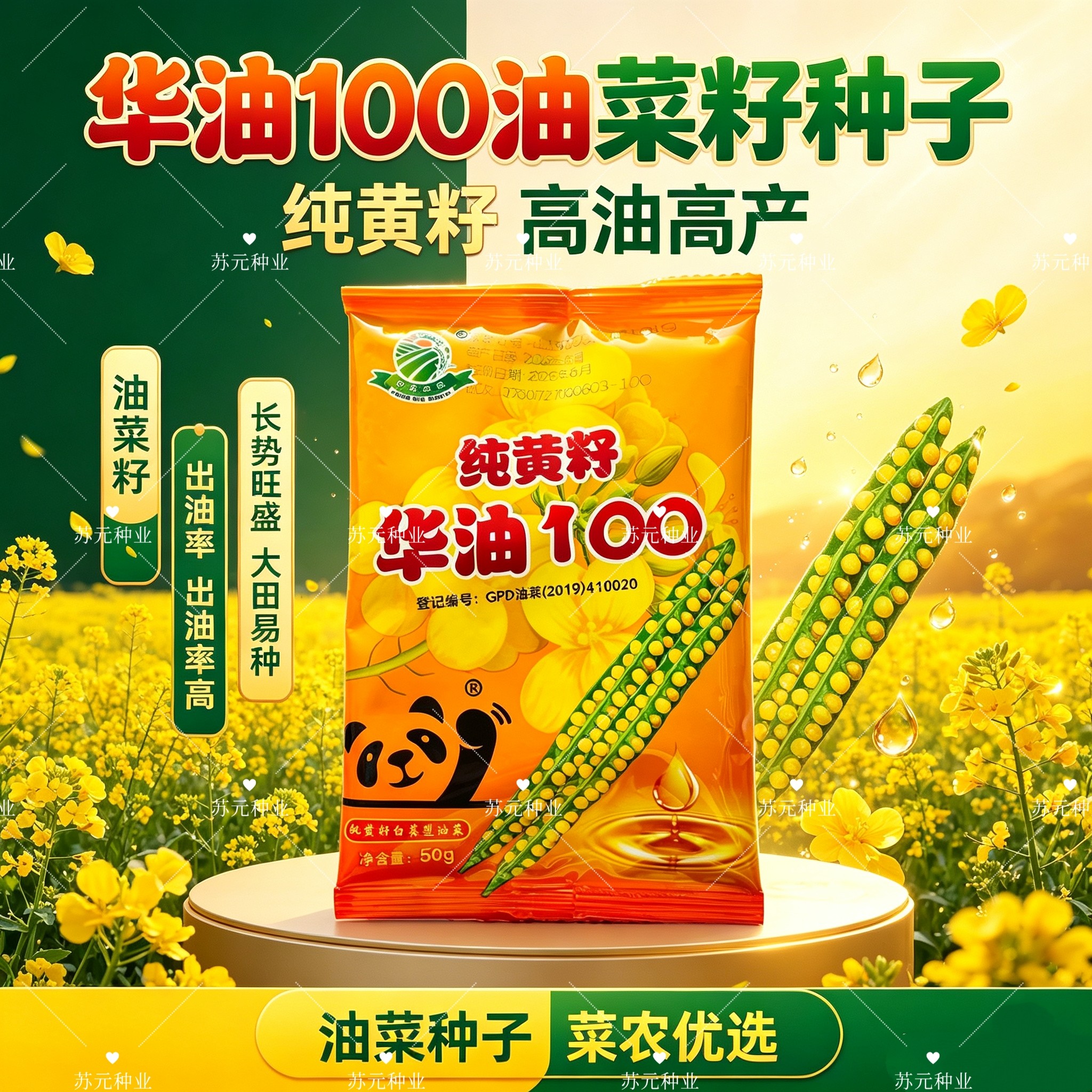 华油100黄籽油菜种子早熟高产白菜型油菜籽高油抗病杂交油菜种子