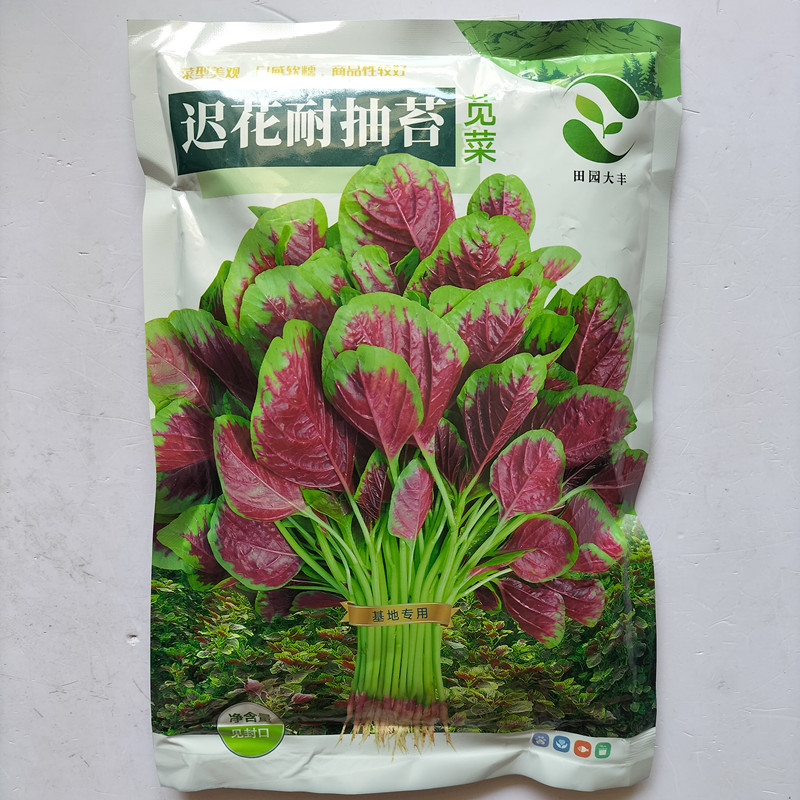 迟花耐抽苔苋菜种子边缘绿叶心红艳近圆叶纤维少不易老化