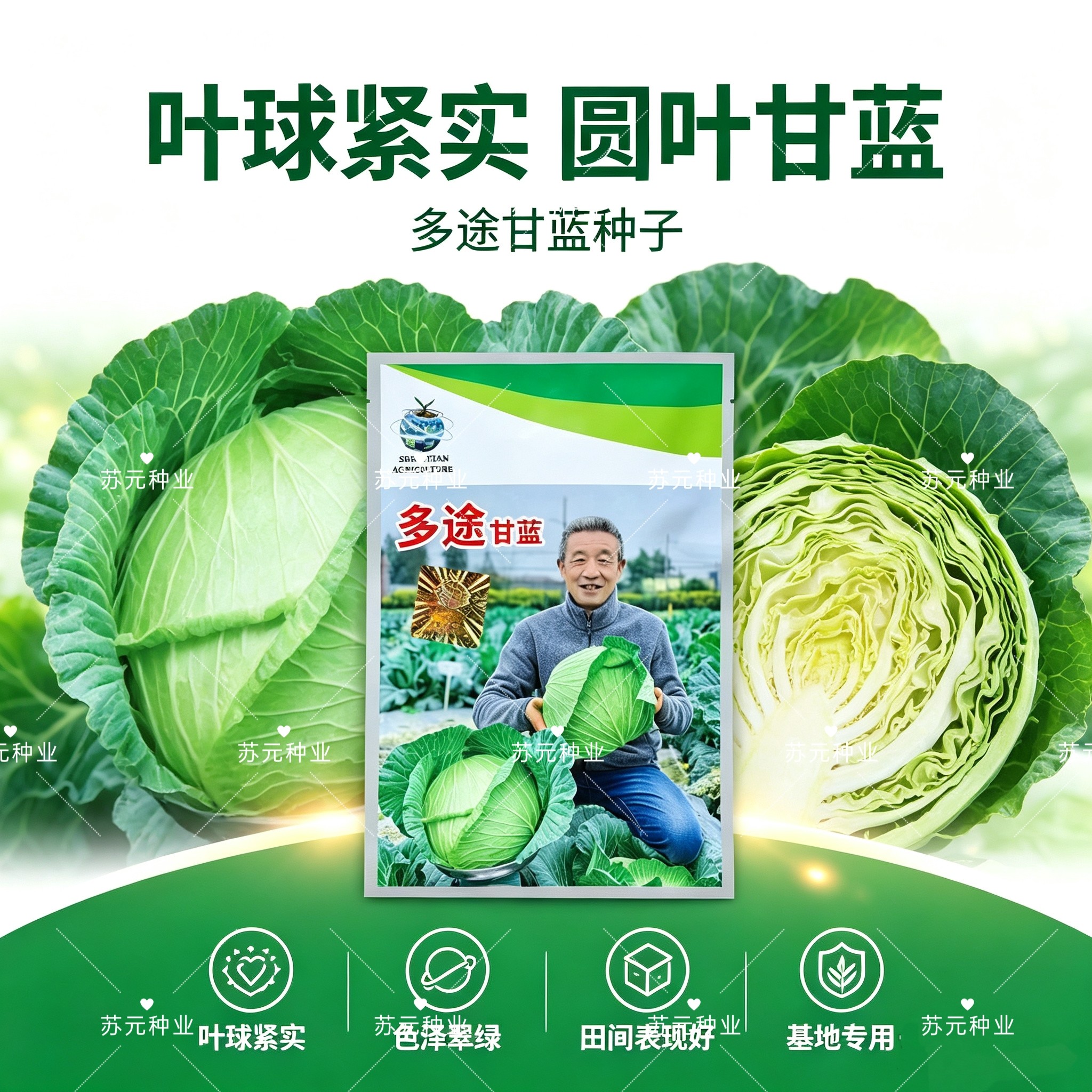 新日期多途杂交甘蓝种子扁球型甘蓝颜色鲜绿商品性好口感好产量高