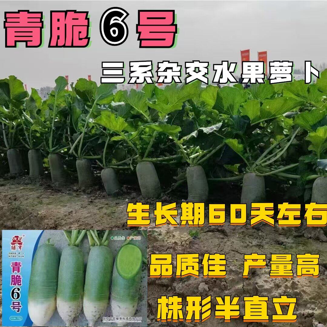 青脆6号萝卜种子 秋播水果萝卜种子绿瓤耐贮运鲜食腌渍秋蔬菜种子