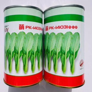 PK-14031鸡毛菜种子耐热耐寒耐抽苔抗病强小白菜种子油菜青菜种子