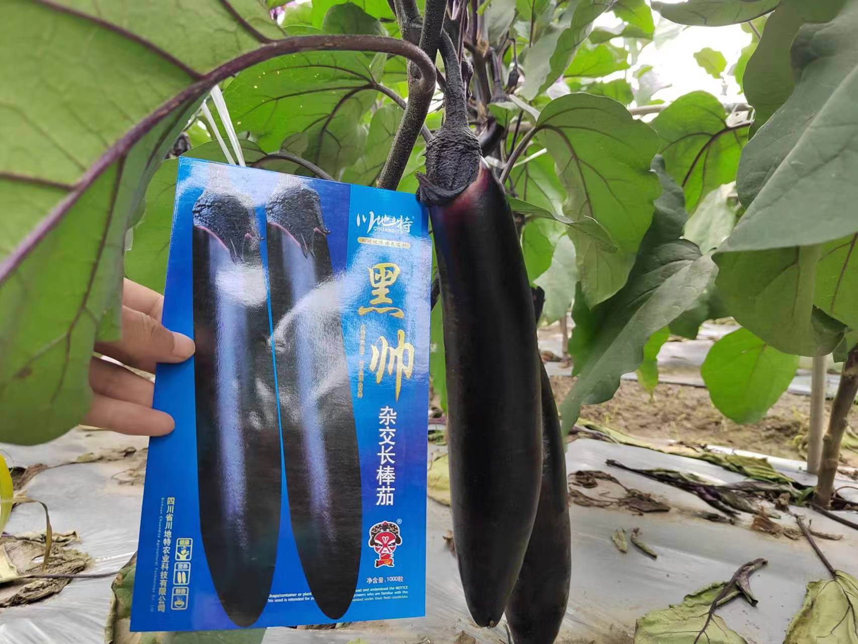 川地特黑帅杂交长棒茄子种子早中熟高产抗病强耐贮运春秋播大田种