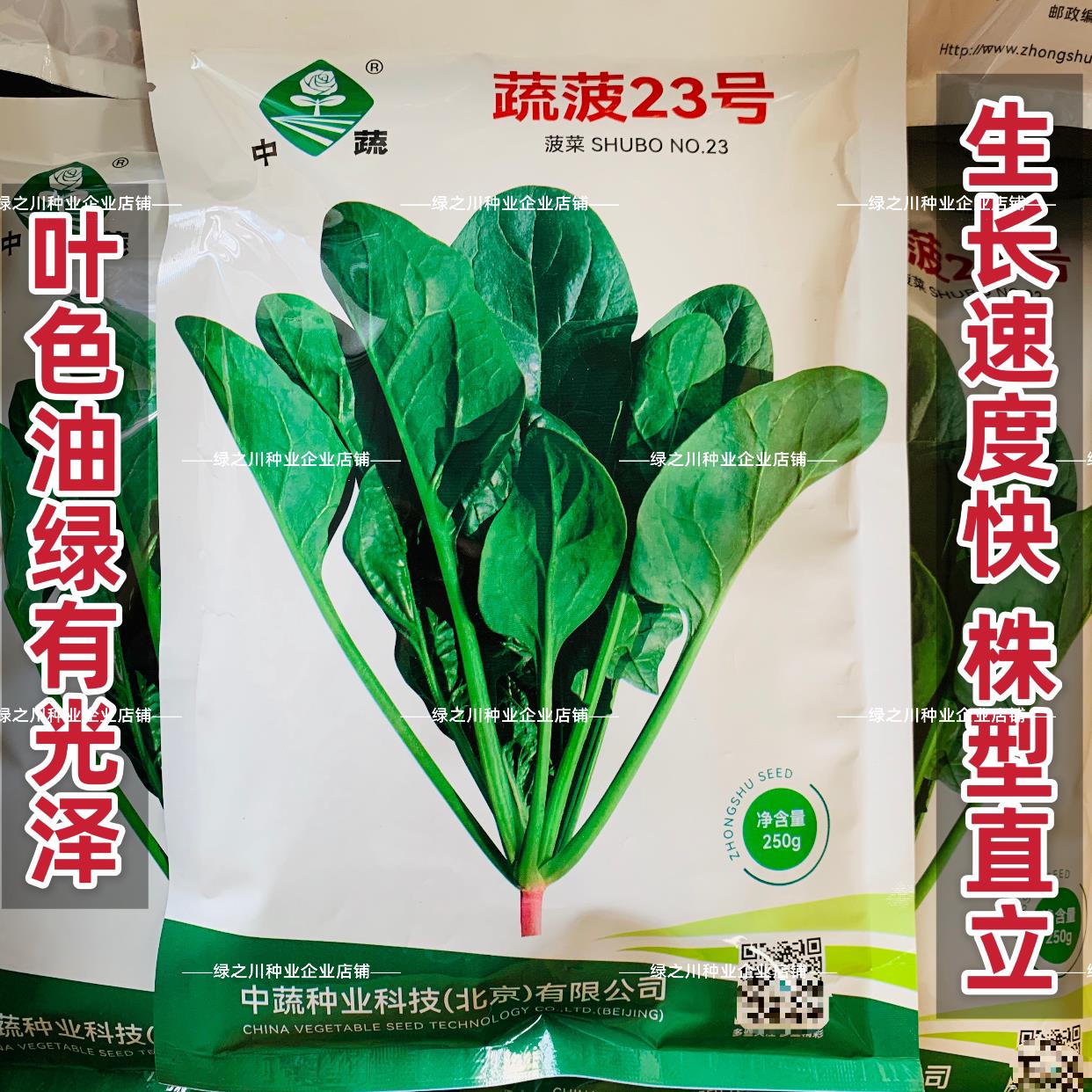 农科院菠菜种子蔬菠23号菠菜种籽杂交油绿耐寒春秋越冬蔬菜籽