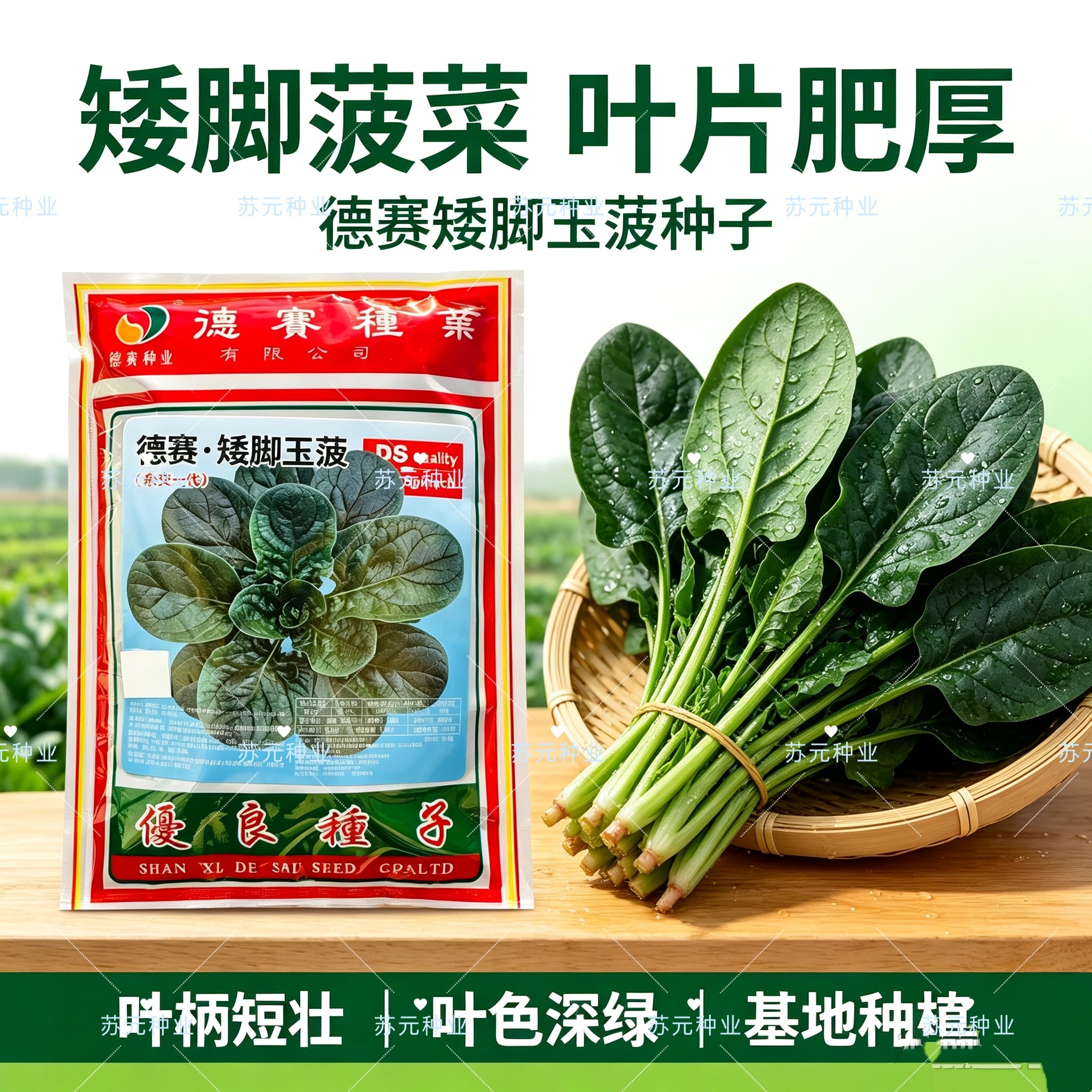 德赛矮脚玉菠菠菜种子中熟圆叶厚肉菠菜种籽叶色墨绿有光泽抗性强