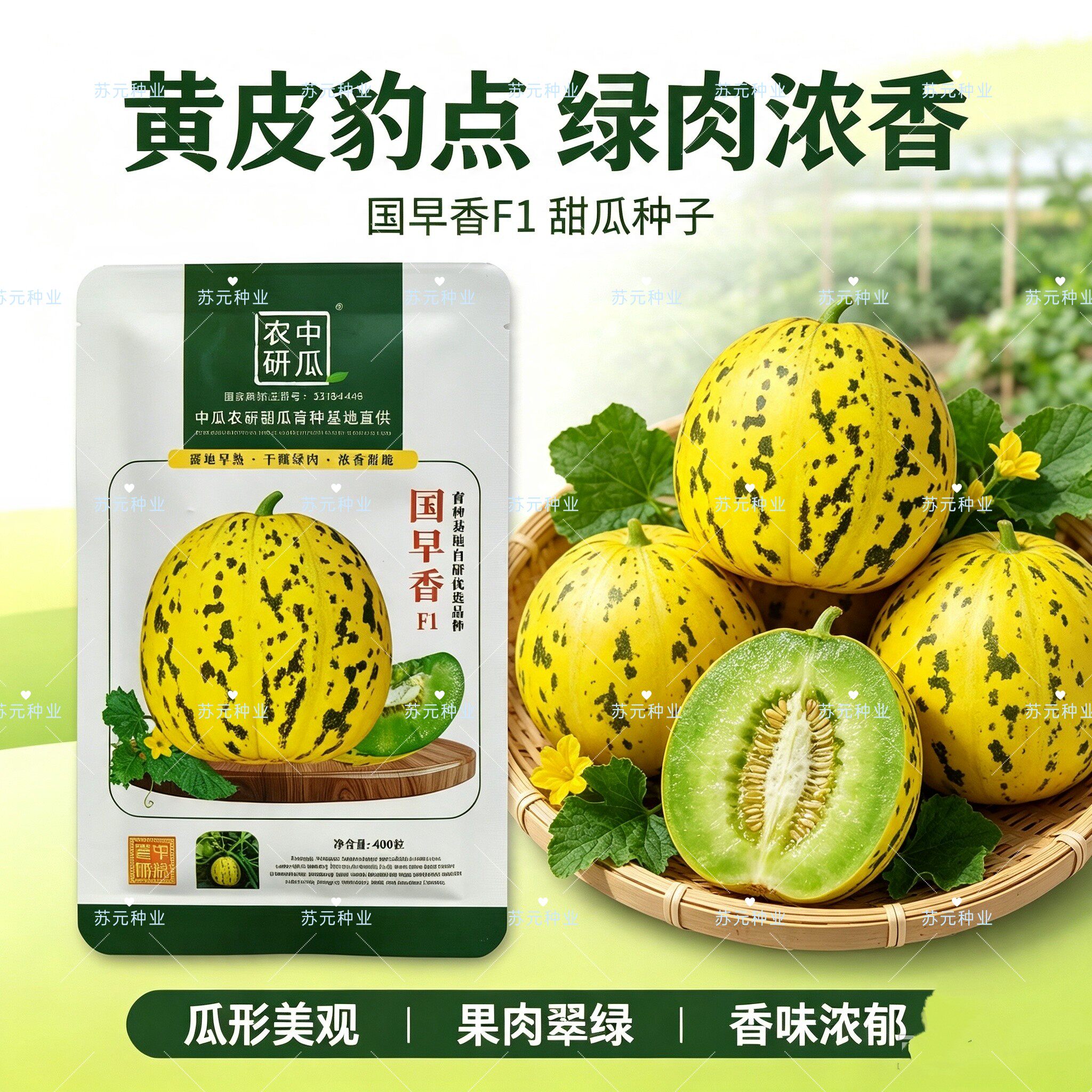国早香甜瓜种子早熟花皮绿肉香瓜种籽香甜酥脆高糖大田基地种植籽
