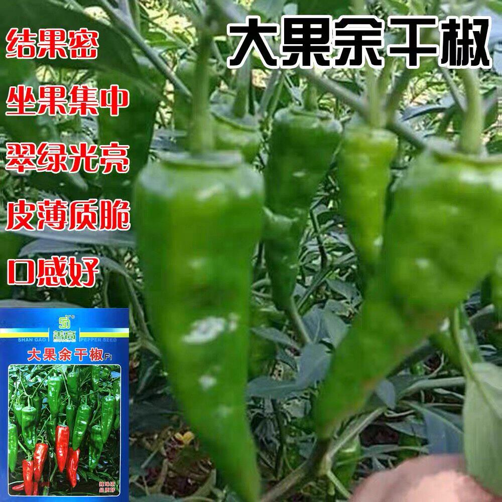善高大果余干椒种子薄皮椒高产香辣早熟皮薄质脆辣椒种子蔬菜种籽