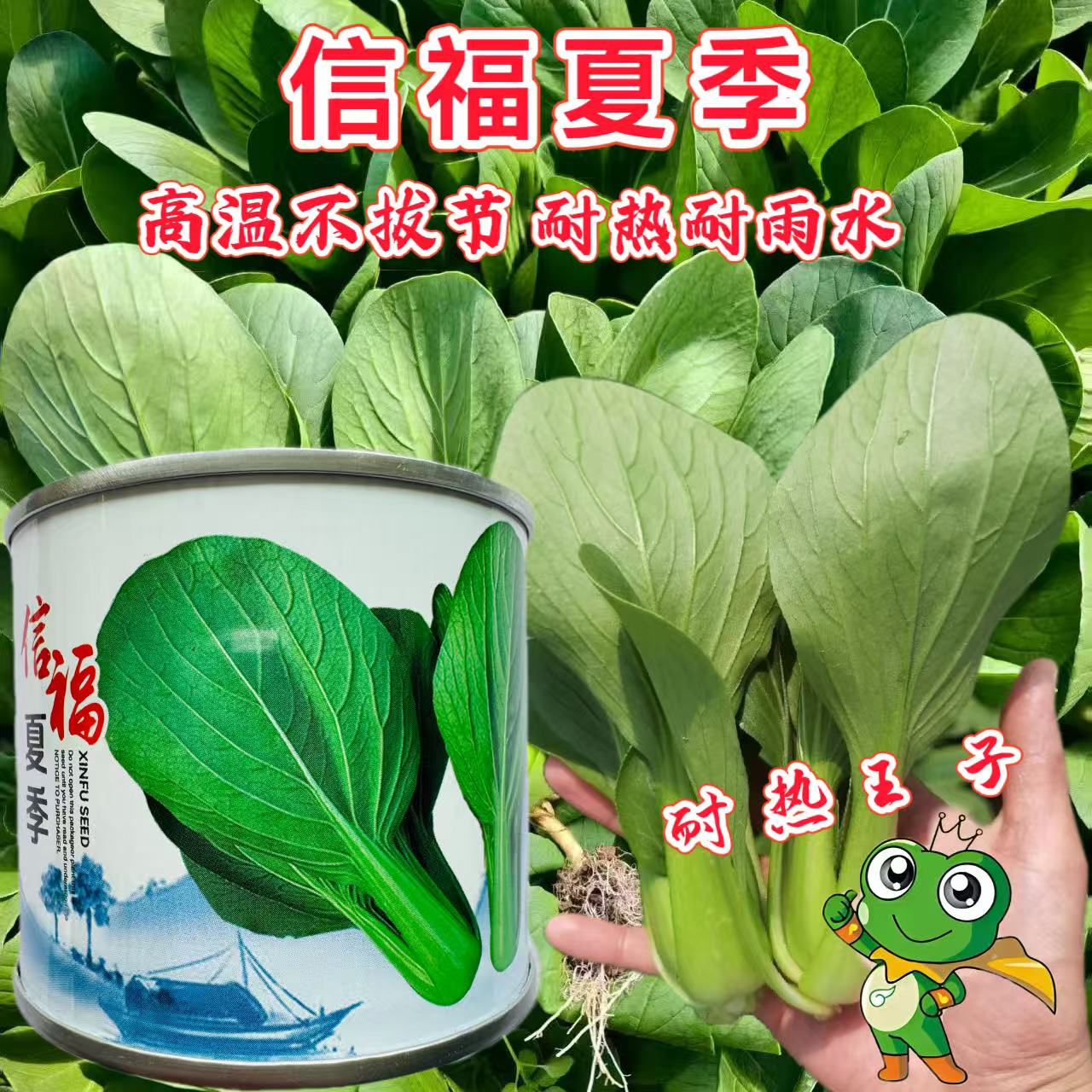 信福夏季青梗菜青菜种籽高产耐热耐湿夏季上海青油亮梗青油菜种子