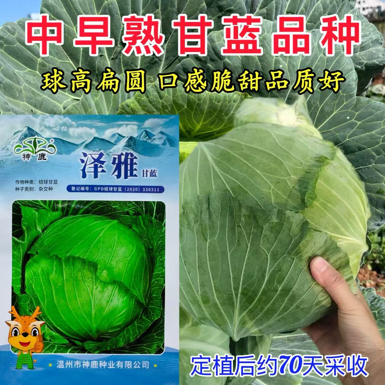 泽雅甘蓝包菜种子四季春秋阳台盆栽大头菜种籽中早熟包菜蔬菜种籽
