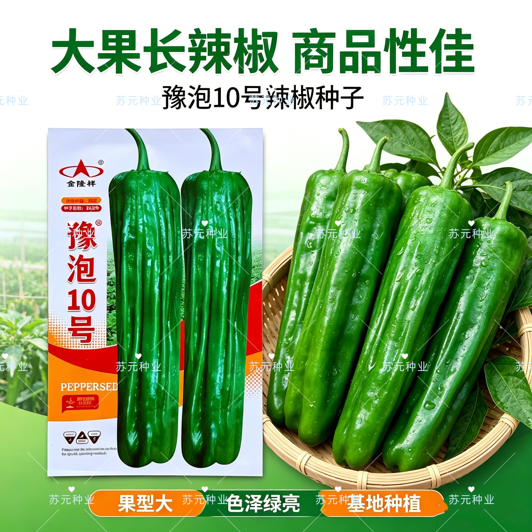 豫泡10号辣椒种子早熟杂交大果薄皮泡椒微辣长灯笼型抗病辣椒种子