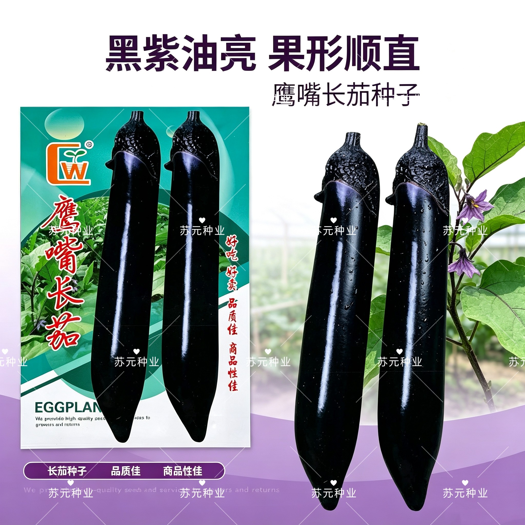 鹰嘴长茄种子黑又亮线茄种籽特长肉厚长茄子种孑大田其他春秋露地