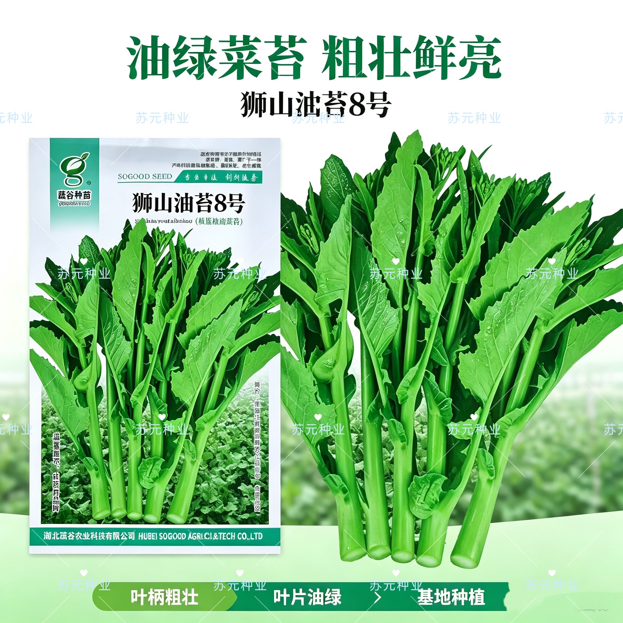 狮山油苔8号油菜苔种子甘蓝型板蓝根油菜苔早熟耐寒油菜心种子