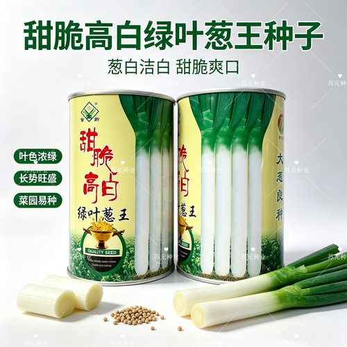 甜脆高白绿叶葱王大葱种子葱白结实高抗病抗倒伏长速快春秋大葱籽