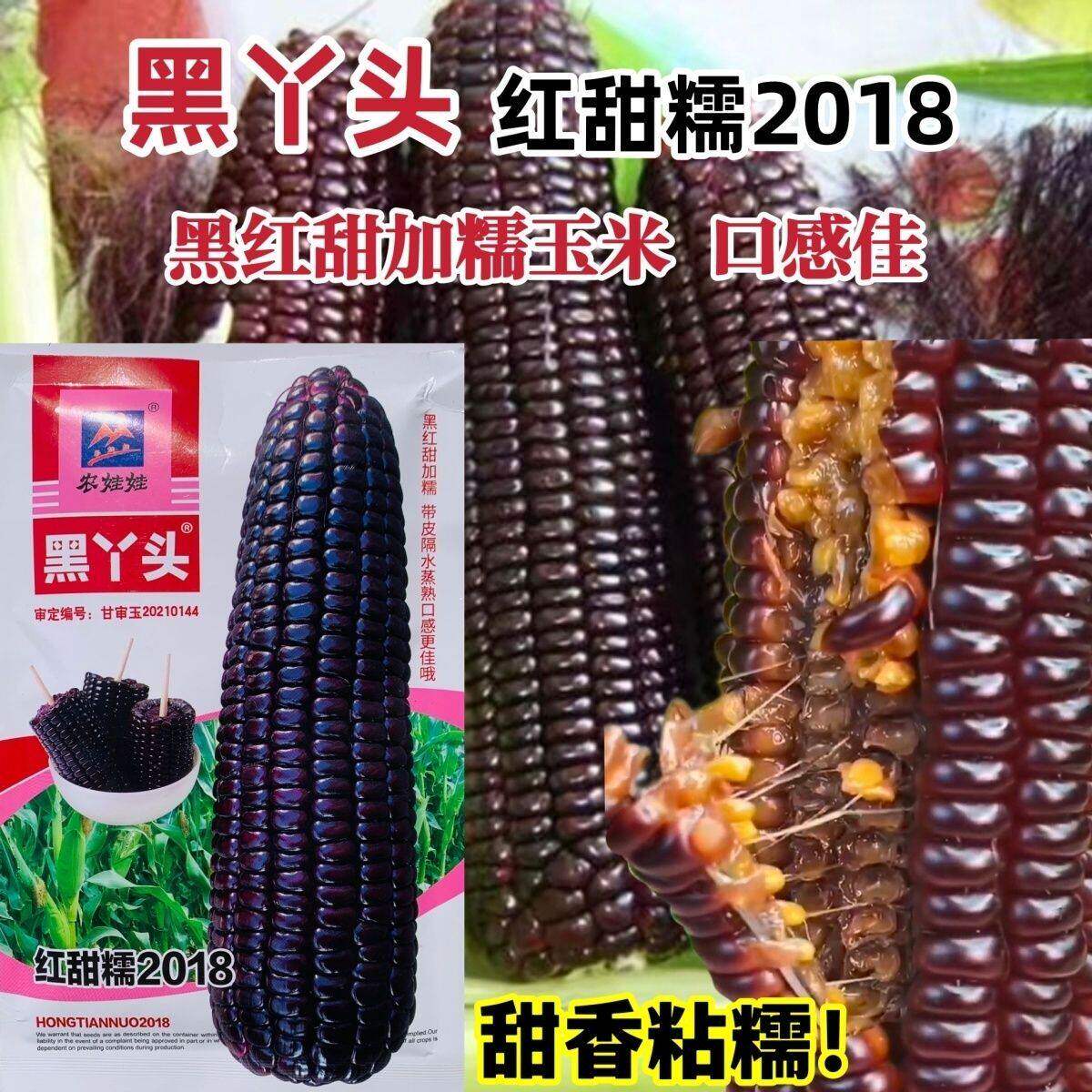 黑丫头红甜糯2018黑玉米种子 黑红甜加糯 风味佳花青素含量高