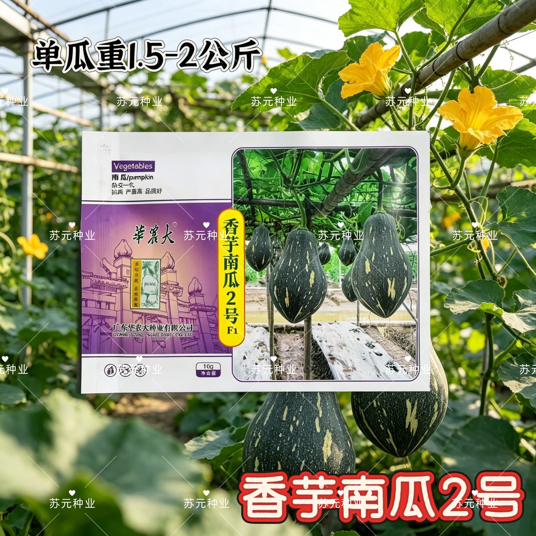 香芋南瓜2号南瓜种子高产抗病耐热耐寒春秋播南瓜种籽农家大田播