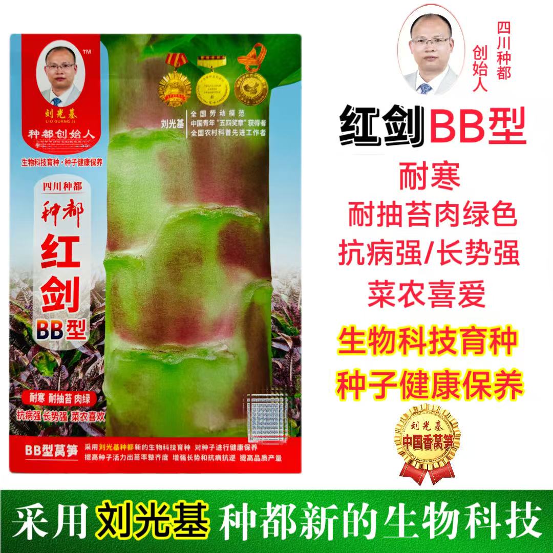 种都红剑BB型红尖叶香莴笋种子红皮耐寒耐抽薹基地春秋播莴笋种子