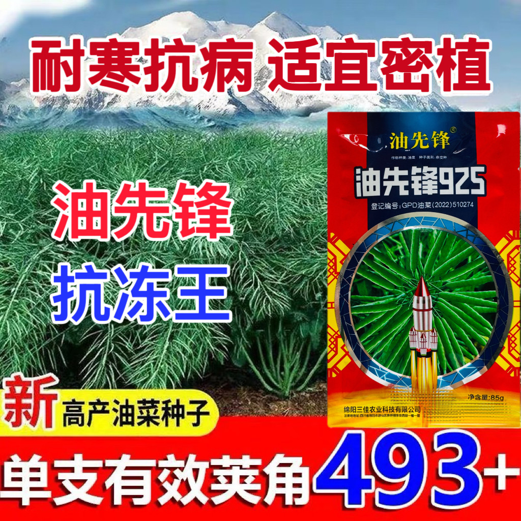 高产油菜种子杂交大粒油菜籽矮杆抗倒抗冻农科院正宗榨油专用