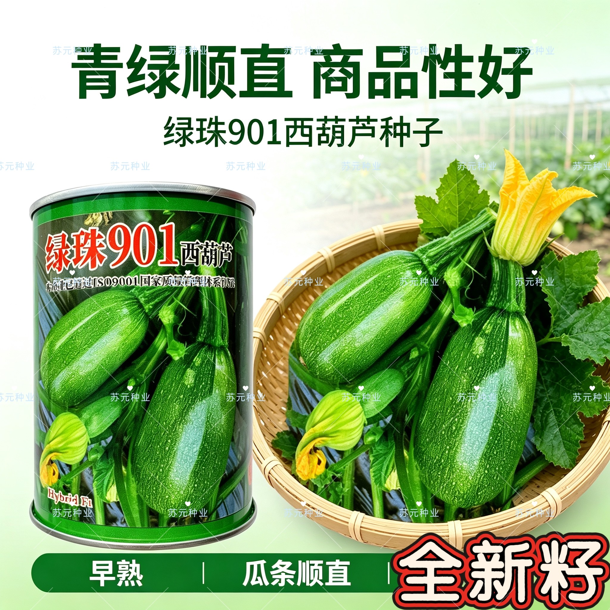 绿珠901西葫芦种子早熟杂交一代椭圆墨绿口感细腻脆甜春秋种植50g