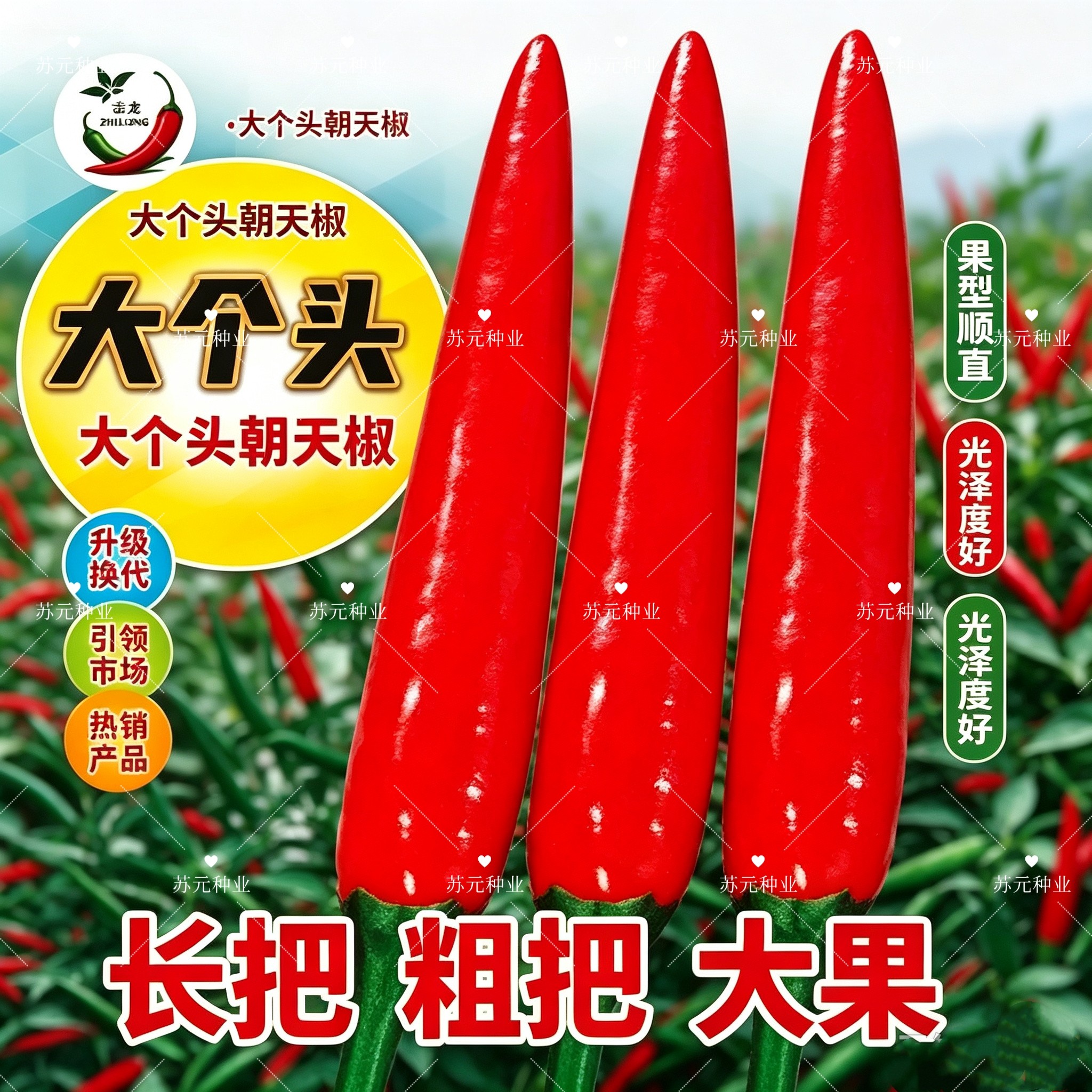 大个头朝天椒种子大果中晚熟长把硬果粗把颜色亮正品大个头辣椒种