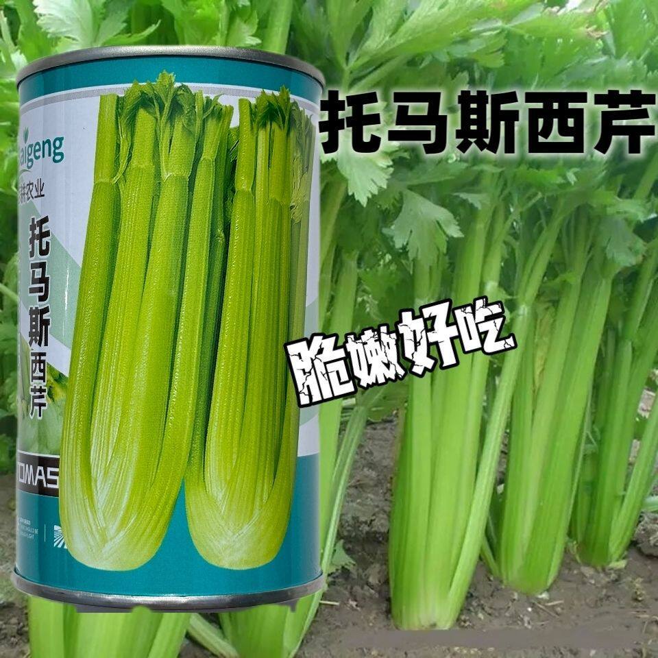 托马斯西芹好吃脆嫩易种高产大田基地芹菜种子 春秋冬栽培芹菜籽