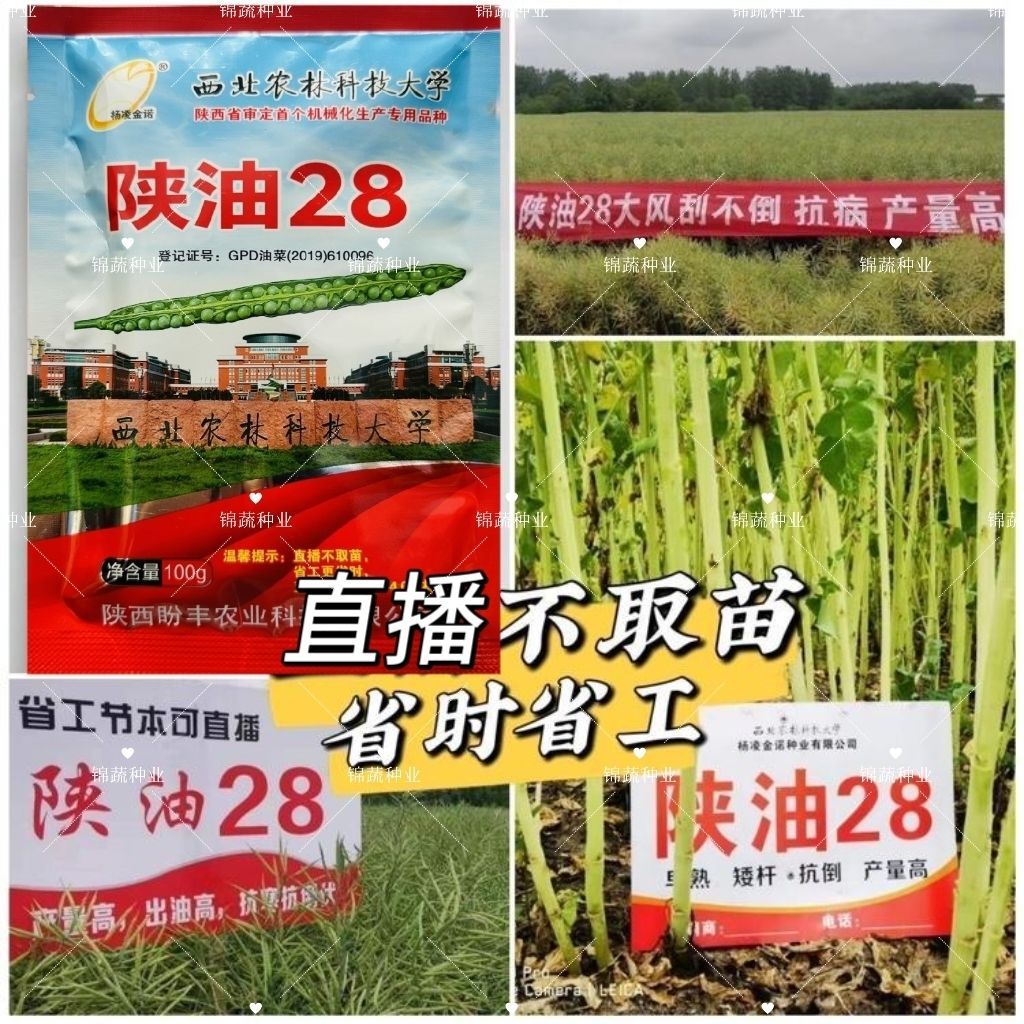 陕油28油菜种子三系杂交甘蓝型矮杆抗倒耐寒油菜籽种籽秋冬季播种