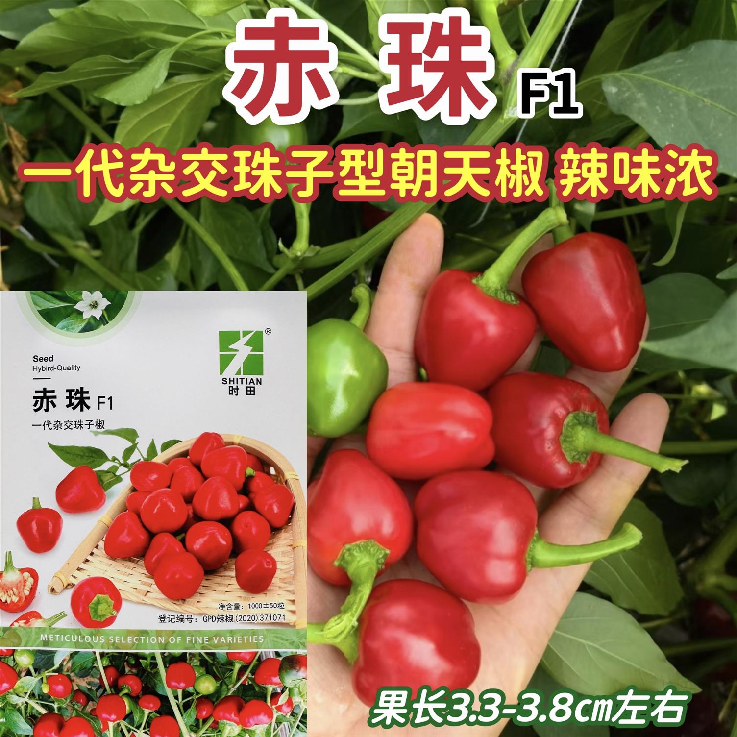 赤珠辣椒种子杂交早熟珠子型草莓泡椒种子单身朝天椒种子辣味浓