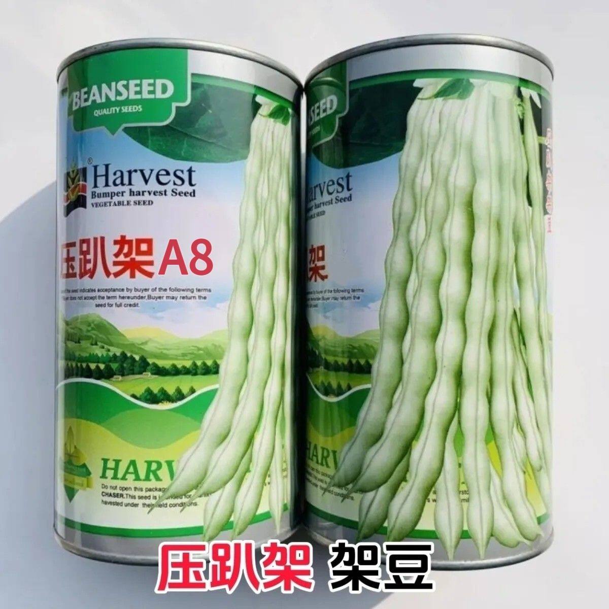 压趴架种子白芸豆种子白不老来少豆角四季菜豆蔬菜种孑白芸豆种子