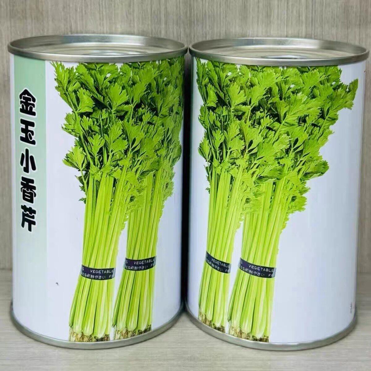 芹菜种籽进口金玉四季小香芹种籽无筋实心蔬菜种子高产四季